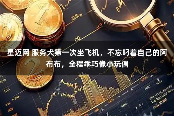 星迈网 服务犬第一次坐飞机，不忘叼着自己的阿布布，全程乖巧像小玩偶