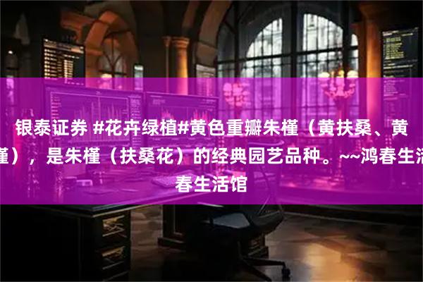 银泰证券 #花卉绿植#黄色重瓣朱槿（黄扶桑、黄朱槿），是朱槿（扶桑花）的经典园艺品种。~~鸿春生活馆